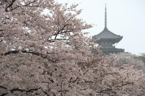 桜咲く三渓園☆彡_e0205297_23261726.jpg