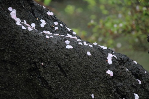 桜咲く三渓園☆彡_e0205297_23272649.jpg