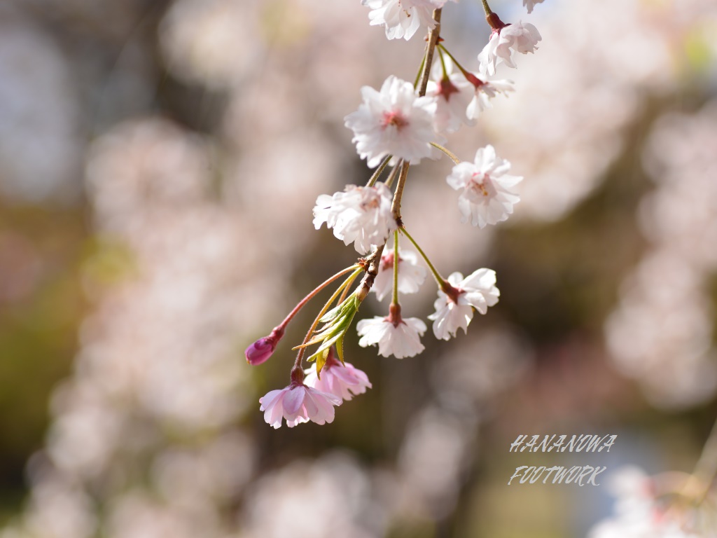 小諸懐古園　葉桜　枝垂桜‥_b0228502_0544556.jpg