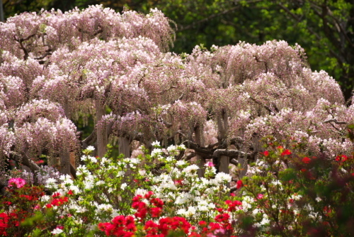 足利フラワーパークの藤の花2_a0263109_16453286.jpg