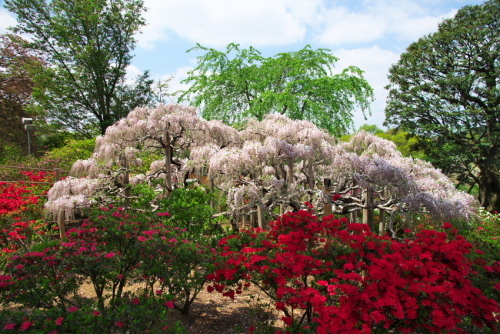 足利フラワーパークの藤の花2_a0263109_16453411.jpg