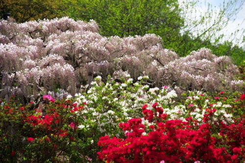 足利フラワーパークの藤の花2_a0263109_16470201.jpg