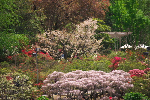 足利フラワーパークの藤の花2_a0263109_16474710.jpg