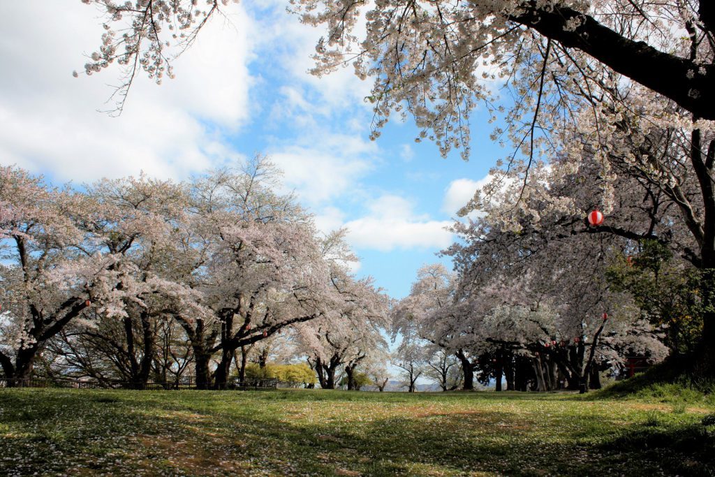 城山の桜_b0114813_17081286.jpg