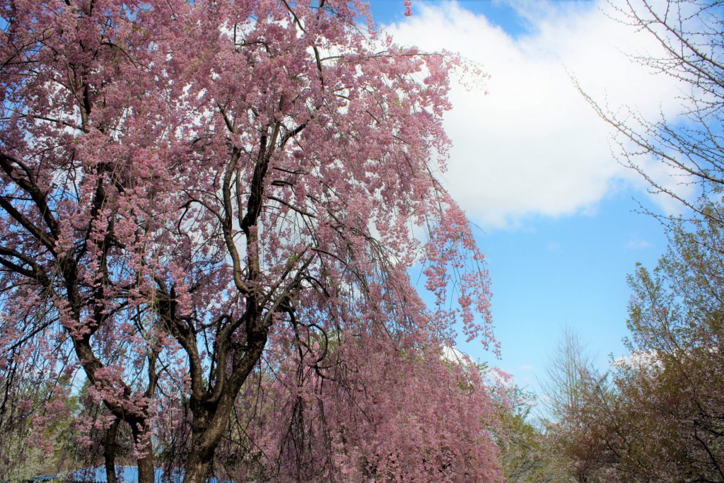 城山の桜_b0114813_17082680.jpg