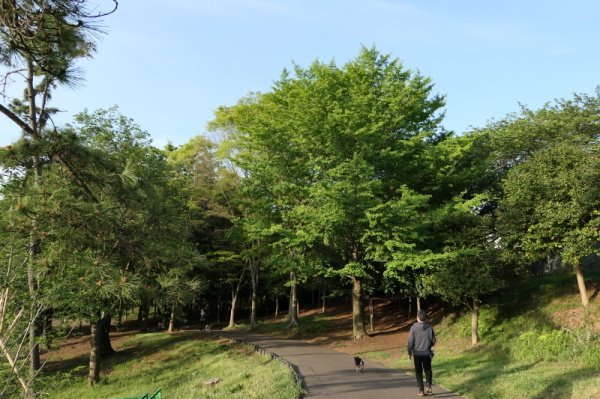 動画あり 根岸森林公園 横浜市中区 根岸の森 Hamasumi Life 動画あり 根岸森林公園 横浜市中区 根岸の森 Hamasumi Life
