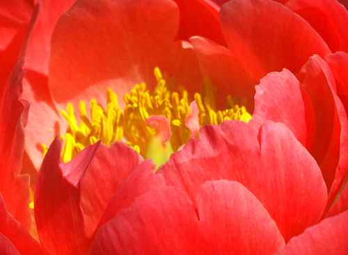 神奈川県立フラワーセンター　初夏の花々　（５月2日）_a0023315_1681897.jpg