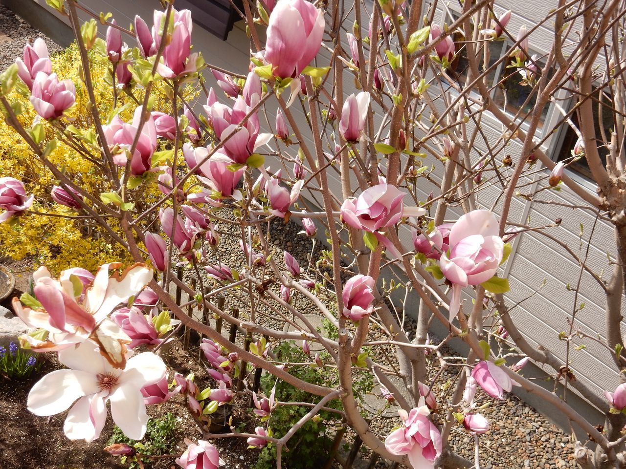 春の花は第二ステージへ_c0025115_20501973.jpg