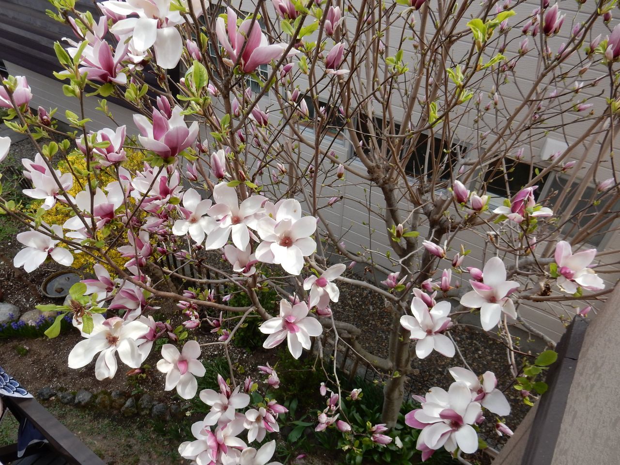 春の花は第二ステージへ_c0025115_20502418.jpg