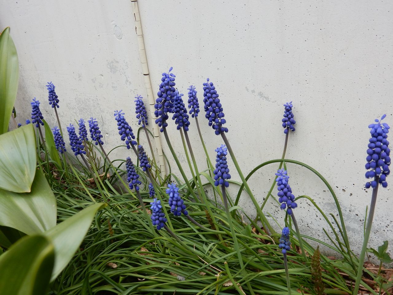 春の花は第二ステージへ_c0025115_20571930.jpg