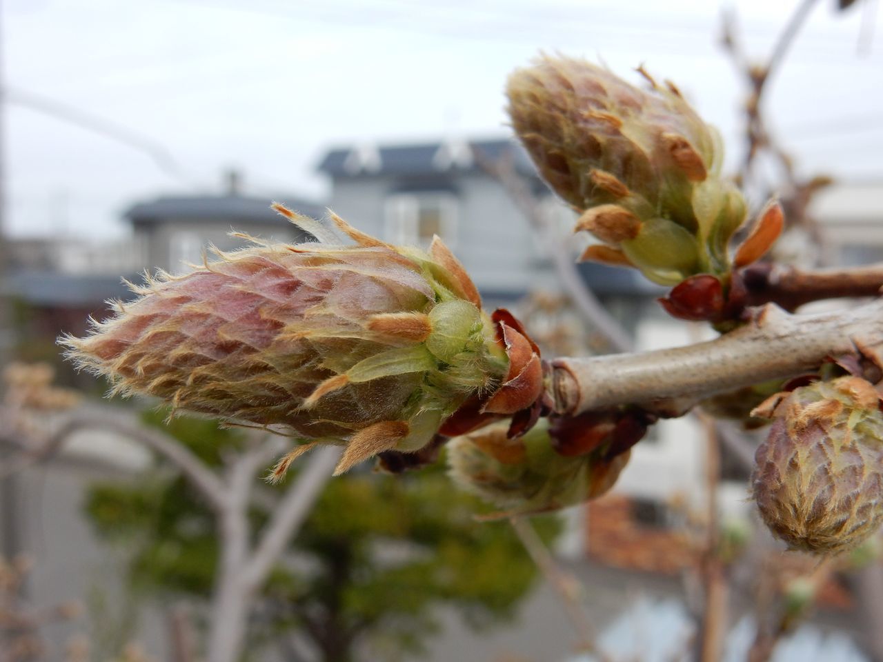 春の花は第二ステージへ_c0025115_20575701.jpg