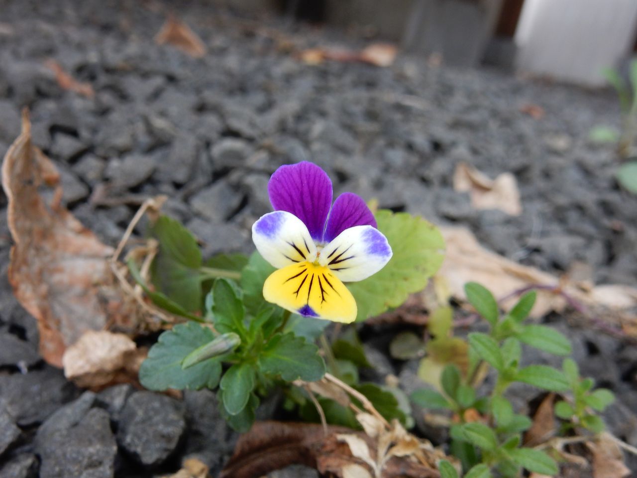 春の花は第二ステージへ_c0025115_20581954.jpg