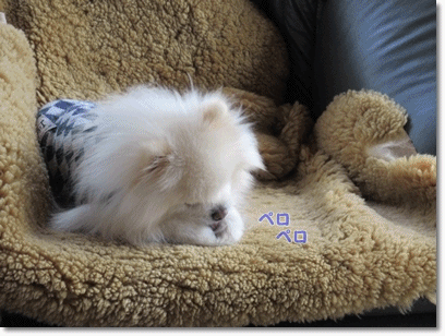 b0167519_14575843.gif