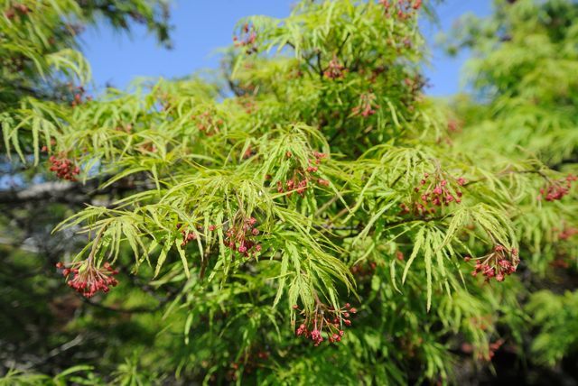 カエデの若葉、花_c0047919_15082749.jpg