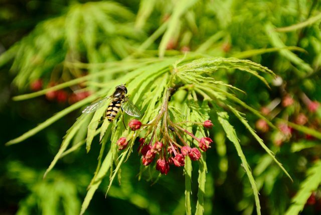 カエデの若葉、花_c0047919_15083592.jpg