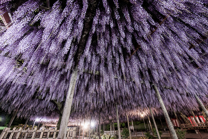 尾張津島　藤まつり2017（天王川公園）_e0006219_11225477.jpg