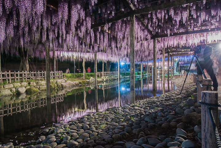 尾張津島　藤まつり2017（天王川公園）_e0006219_11225631.jpg