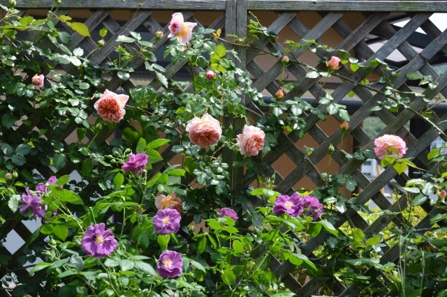 d0096422_901846.jpg