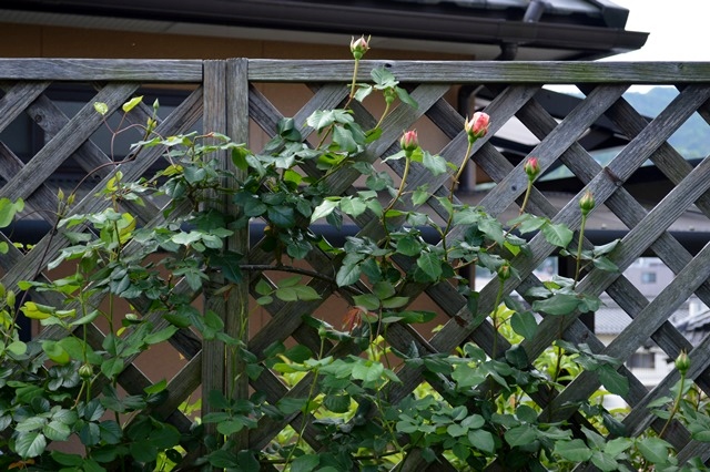d0096422_9111994.jpg
