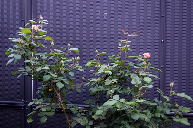 d0096422_9552758.jpg