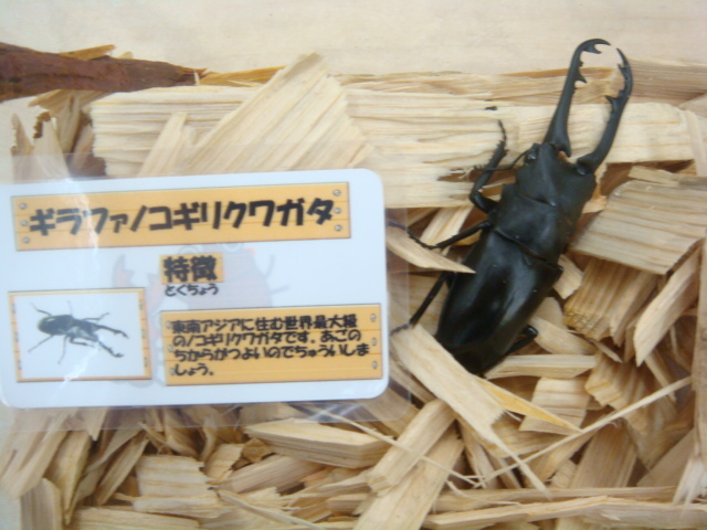170505 ザリガニ・ヤドカリ_f0189122_14275589.jpg