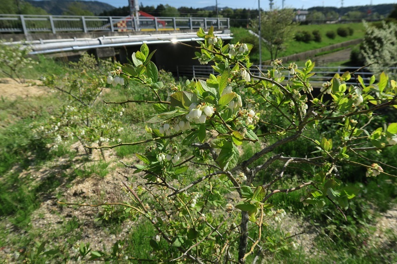 SVX遂に公道へ復帰!_f0076731_20542213.jpg