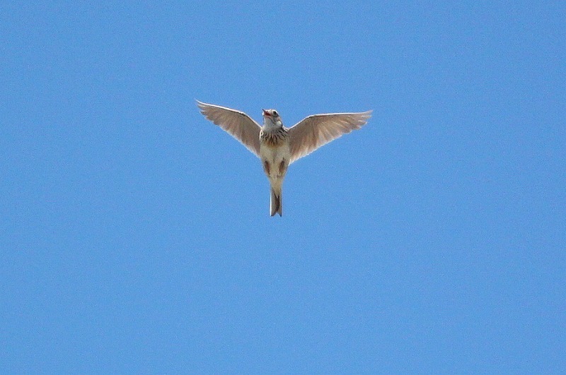 高く飛ぶ鳥 暮らしの中で 高く飛ぶ鳥 暮らしの中で