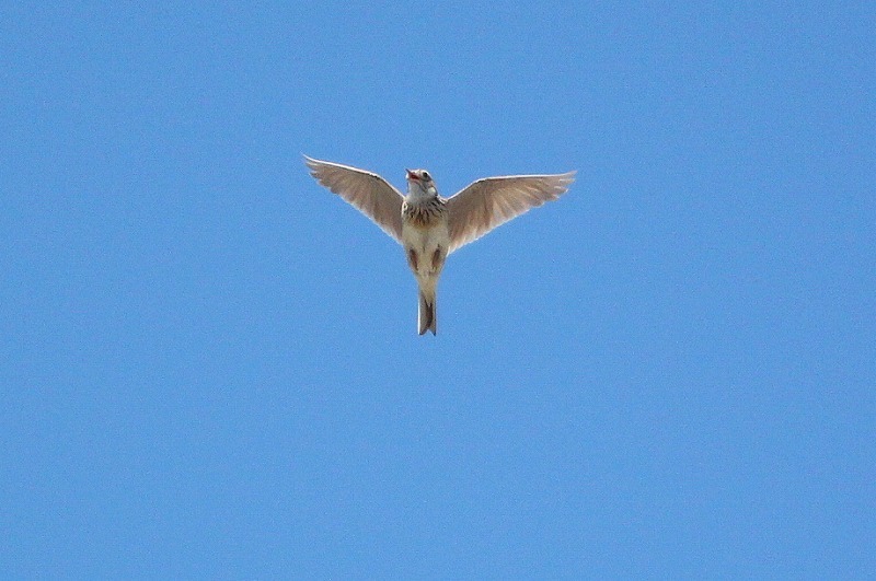 高く飛ぶ鳥 暮らしの中で