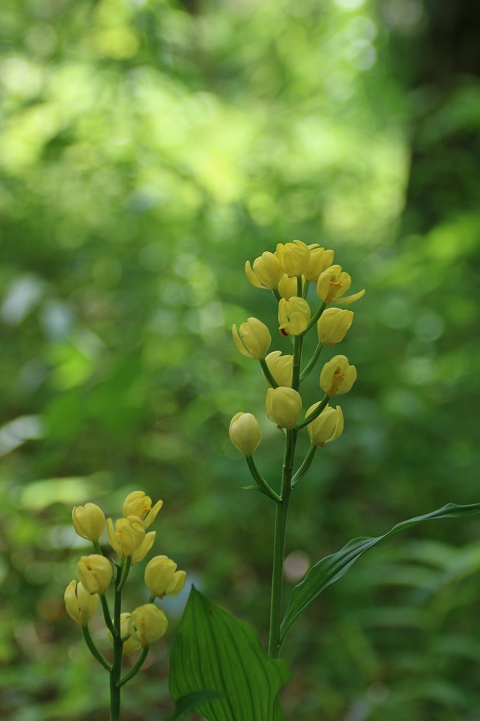 皇居東御苑の初夏の草花をウオッチング(^^♪_e0052135_17401070.jpg