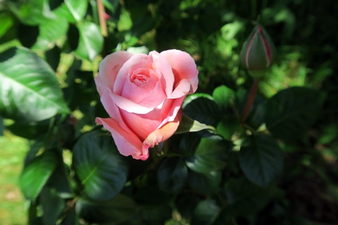 バラがきれいに咲いています、ペルージャ_f0234936_6352481.jpg