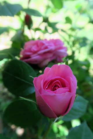 バラがきれいに咲いています、ペルージャ_f0234936_785130.jpg