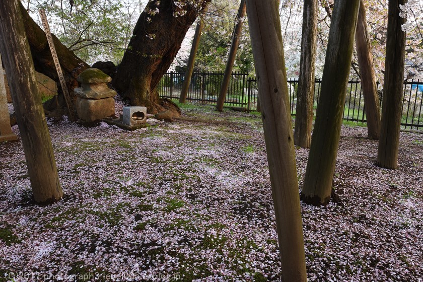 東光寺 石戸蒲桜_e0362037_21573823.jpg