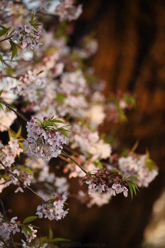 東光寺 石戸蒲桜_e0362037_21574160.jpg