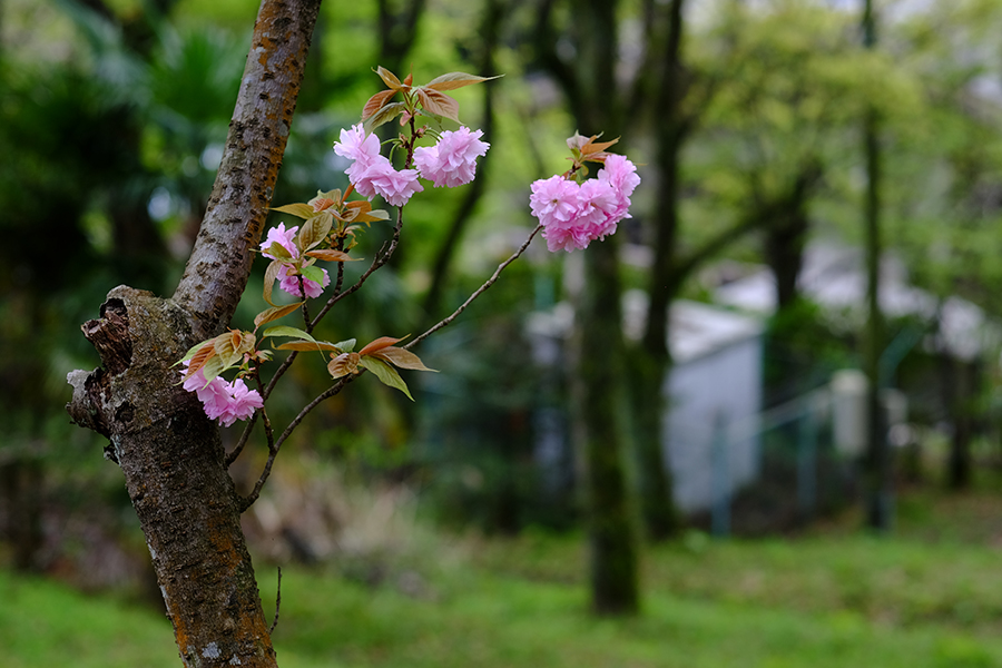 「林の中の八重桜 ２」ー佐賀市金立公園にてー_c0014538_13264859.jpg