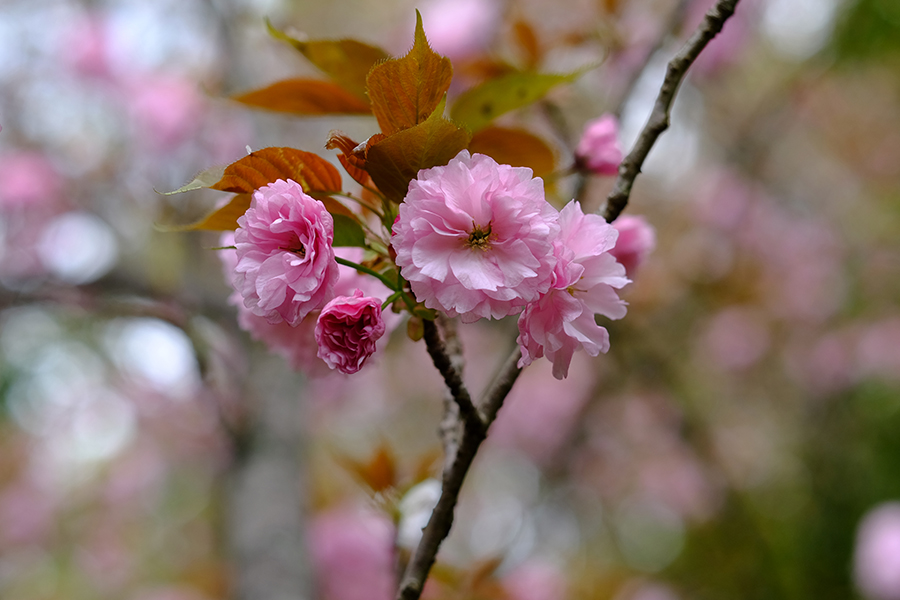 「林の中の八重桜 ２」ー佐賀市金立公園にてー_c0014538_1327993.jpg