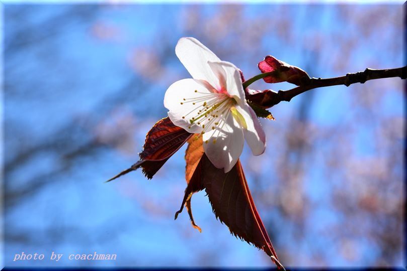 桜咲く！2_a0315942_23052729.jpg