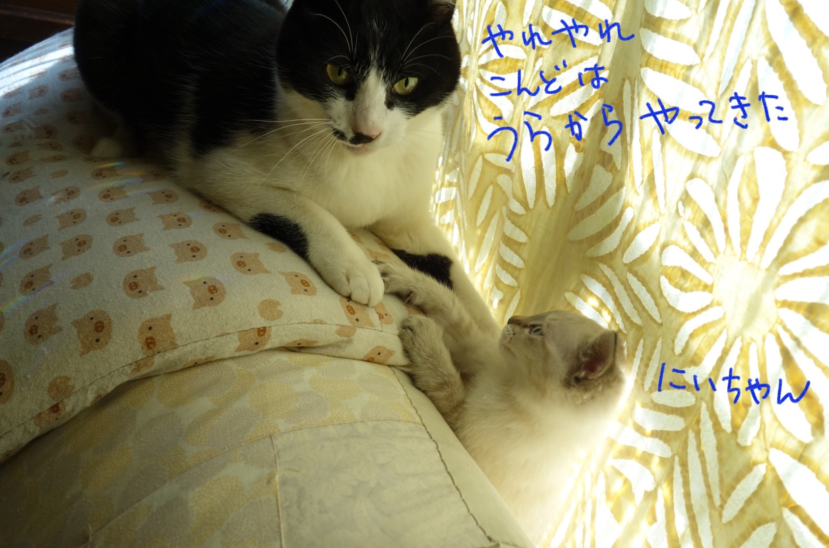子猫が来た 生後2ヶ月の記録 糸巻きパレットガーデン