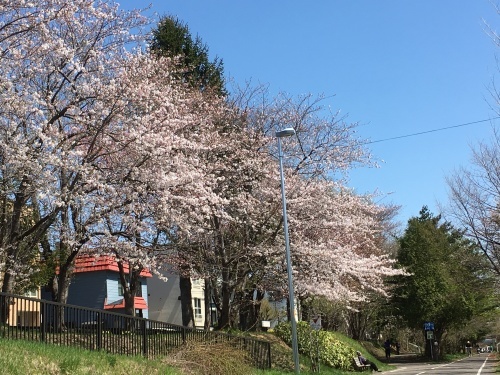 「白石こころーど」の桜と野球観戦_e0326953_21235895.jpg