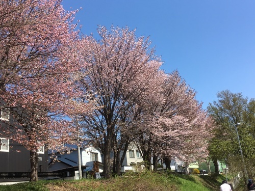 「白石こころーど」の桜と野球観戦_e0326953_21242294.jpg