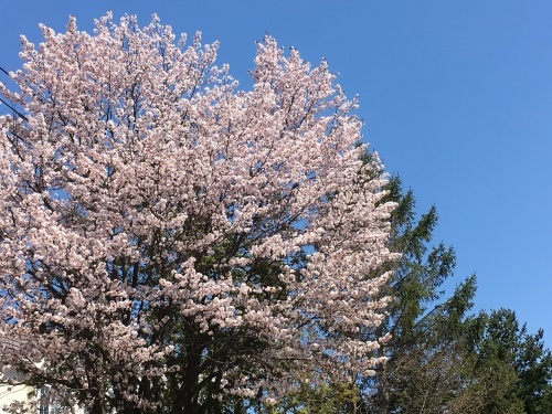 「白石こころーど」の桜と野球観戦_e0326953_21284790.jpg