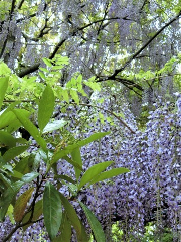 藤の花満開 明石西公園の様子 しみずよしこの英語教室