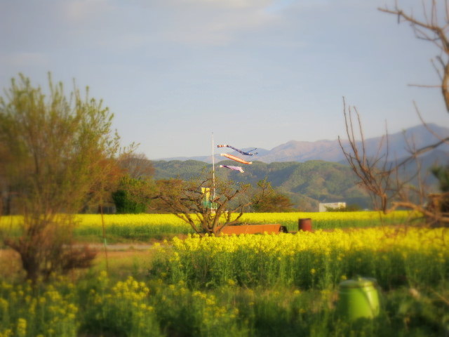 GW・5月4日 ＊ 佐久の菜の花畑が見頃ですよ～♡_f0236260_00545875.jpg