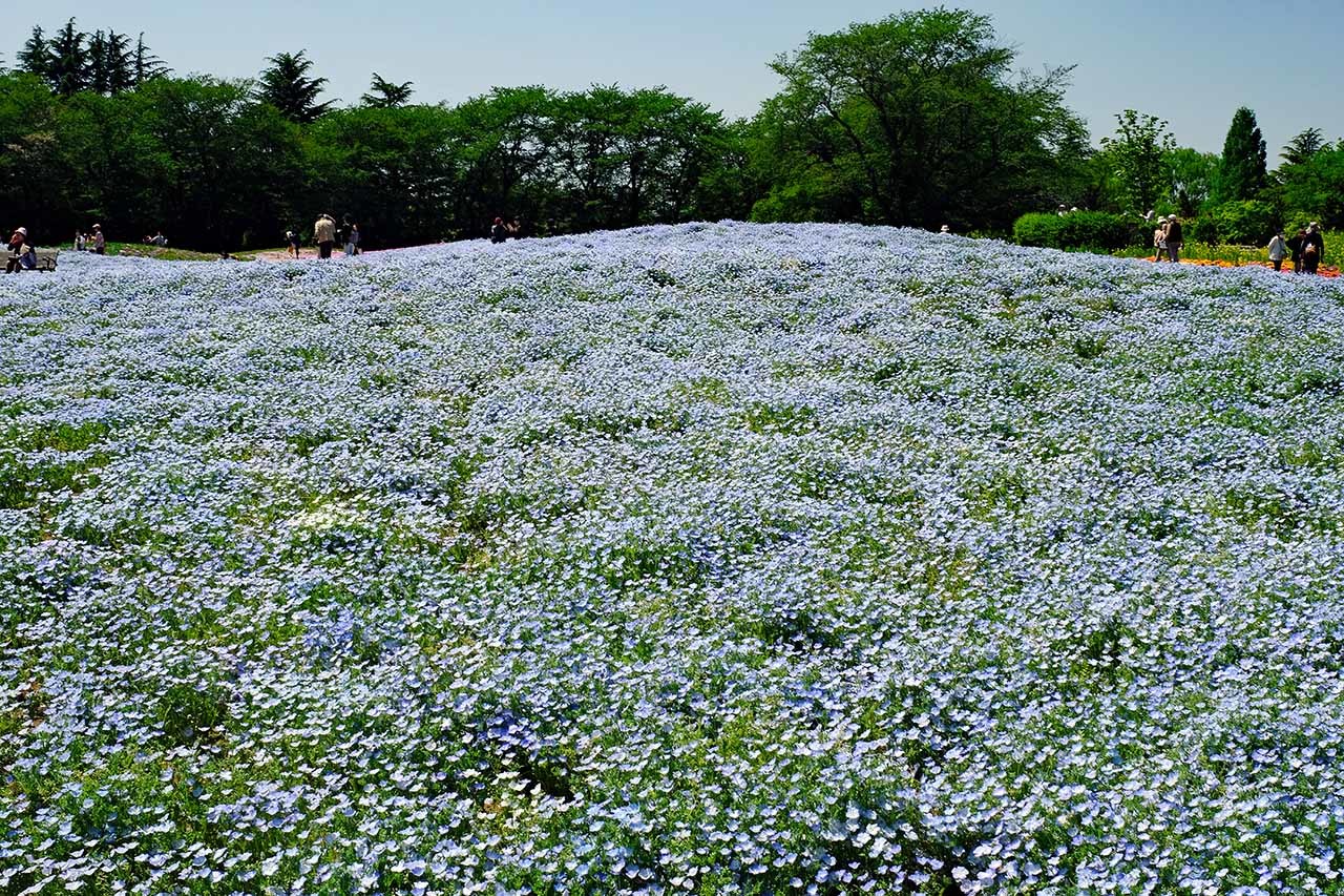 ネモフィラ 館林東武トレジャーガーデン くろちゃんの写真 ネモフィラ 館林東武トレジャーガーデン くろちゃんの写真