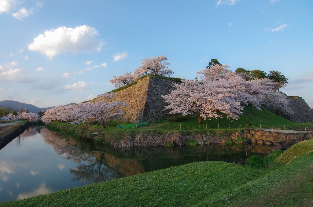 篠山城の桜２ 平尾会計事務所