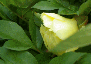 d0356076_09215974.gif