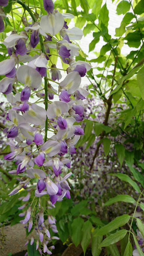 c0202585_15412479.jpg