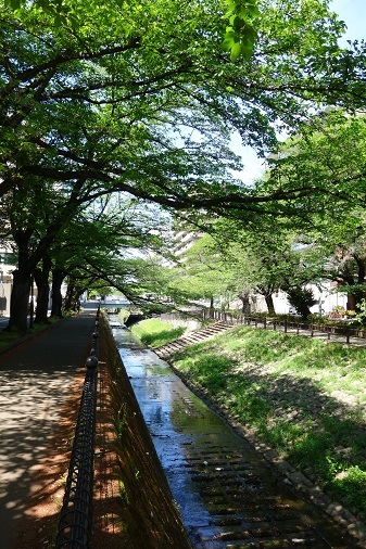 乞田川の風景07-新緑_d0183387_12025509.jpg