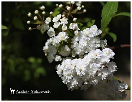 クレマチス「雪おこし」が開花しました。_f0214688_17512700.jpg