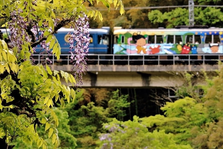 藤の花とゆめ列車_a0335890_12492132.jpg