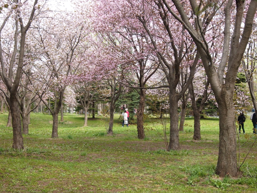 モエレ沼公園の桜ほか 今日の鳥さん
